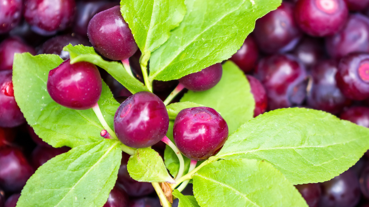 Top Health Benefits Of Huckleberries