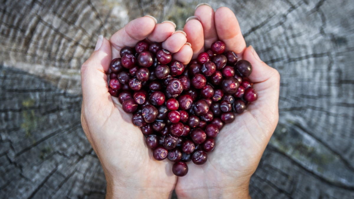 Top Heart Health Benefits Of Huckleberries