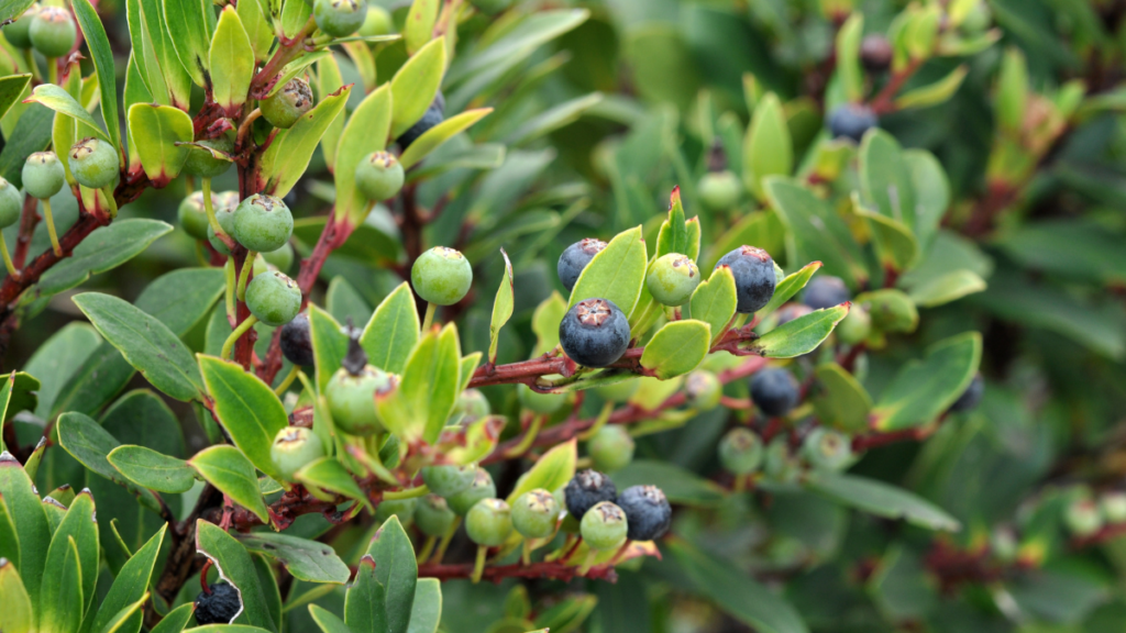 Where to Find and Grow Huckleberries